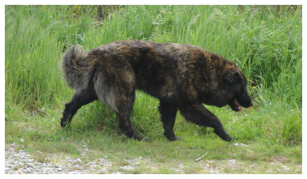 Cão Serra da Estrela