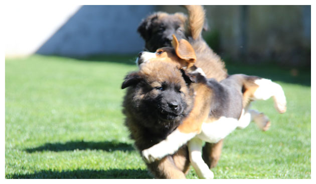 Cão Serra da Estrela