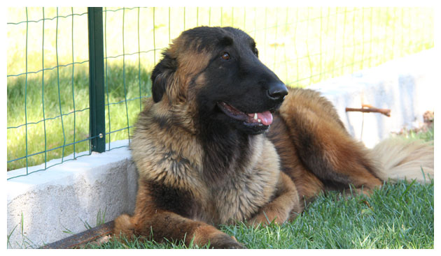 Cão Serra da Estrela