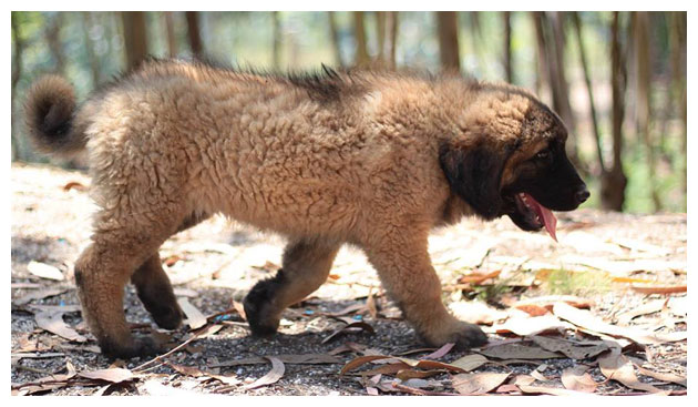 Cão Serra da Estrela