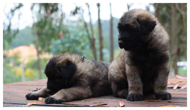 Cão Serra da Estrela