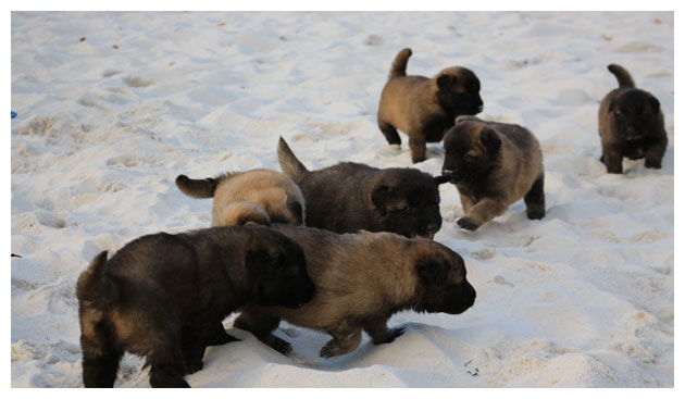 Cão Serra da Estrela